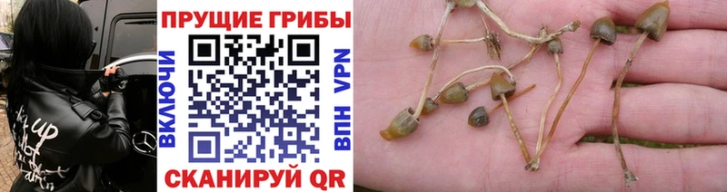 Купить  Лебедянь  Псилоцибиновые грибы MAGIC MUSHROOMS 
